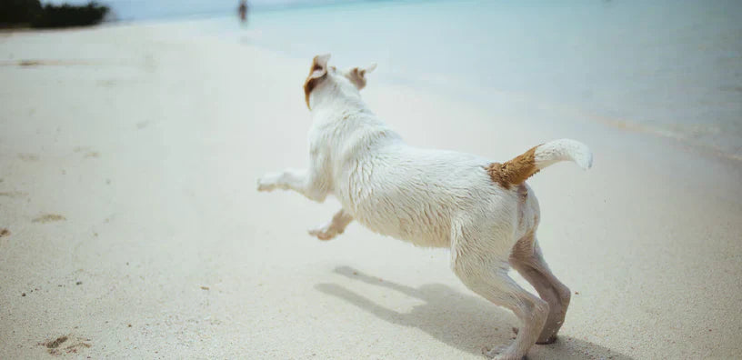 5 Anzeichen, dass Ihr Hund Gelenkschmerzen haben könnte