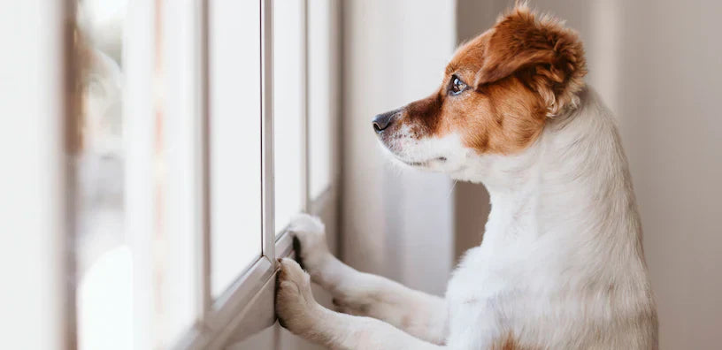 6 Möglichkeiten, Ihren Hund zu Hause aktiv zu halten