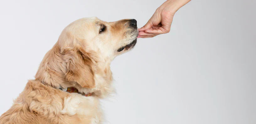 5 Vorteile eines täglichen Multivitaminpräparats für Ihren Hund