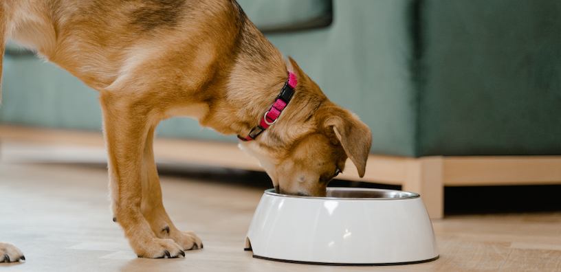 Juckreiz ade: Der PupGrade-Leitfaden, um Futtermittelallergien bei Ihrem Hund zu erkennen