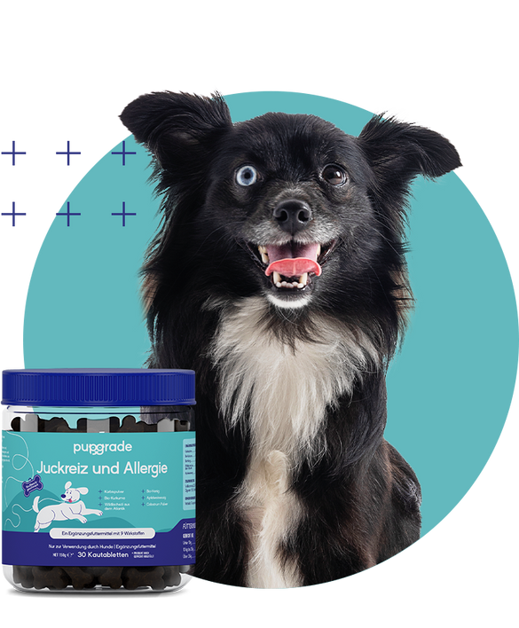 Dog with the Itch & Allergy Jar