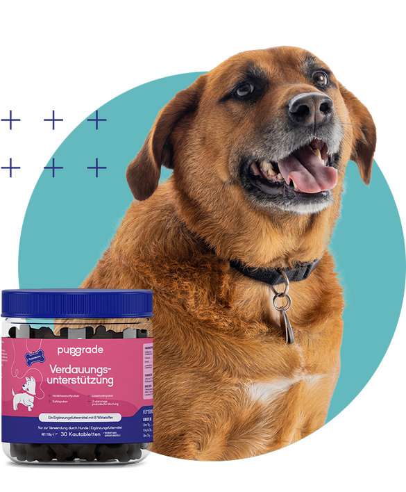 Dog with the Digestive Support Jar