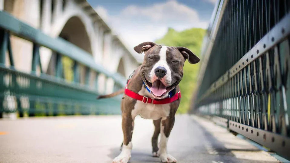 Ein braun-weißer Hund steht auf einer Brücke, trägt ein rotes Geschirr, streckt die Zunge heraus und kneift mit einem fröhlichen Blick die Augen zusammen.