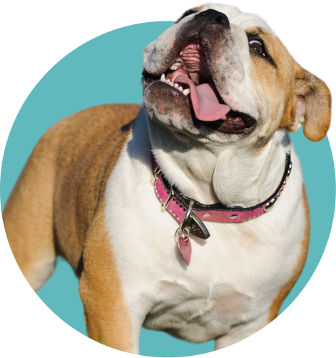 dog