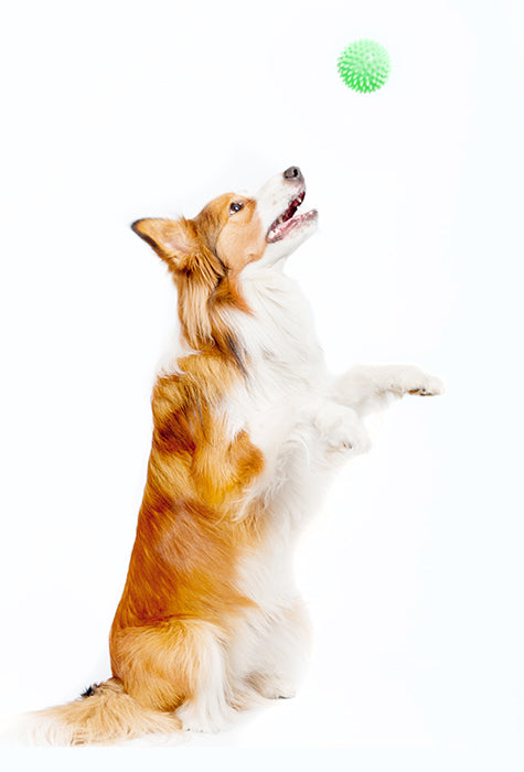 dog playing